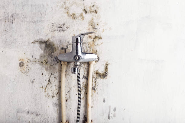 Best Mold Remediation for Specific Building Types in Bay Park, NY