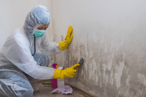Best Crawl Space Mold Remediation in Bay Park, NY