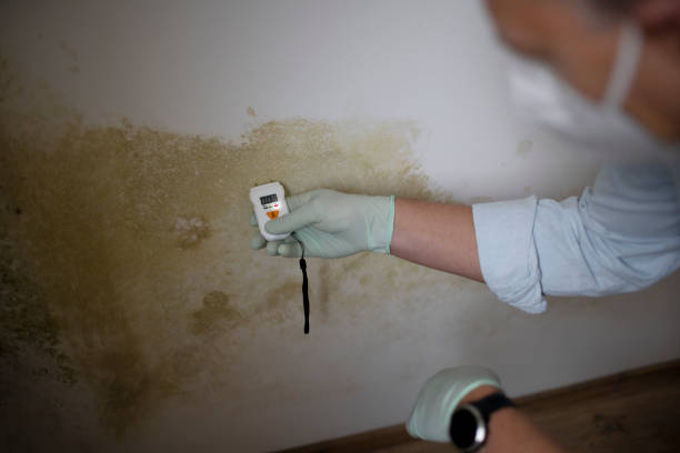 Best Basement Mold Remediation in Bay Park, NY