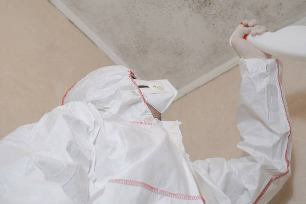 Best Emergency Mold Remediation in Bay Park, NY