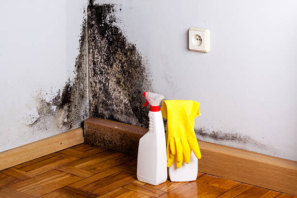 Best Insurance-Related Mold Remediation in Bay Park, NY