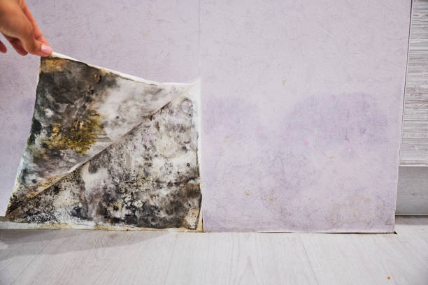 Best DIY Mold Remediation Support Services in Bay Park, NY